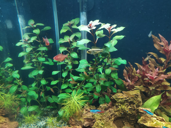 Les plantes aiment le CO2 