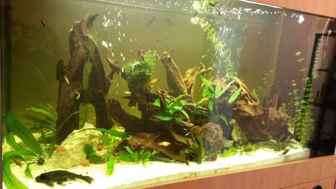 Photographie du post de Pleco11 