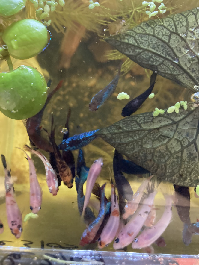 Photographie du post de Nalia 