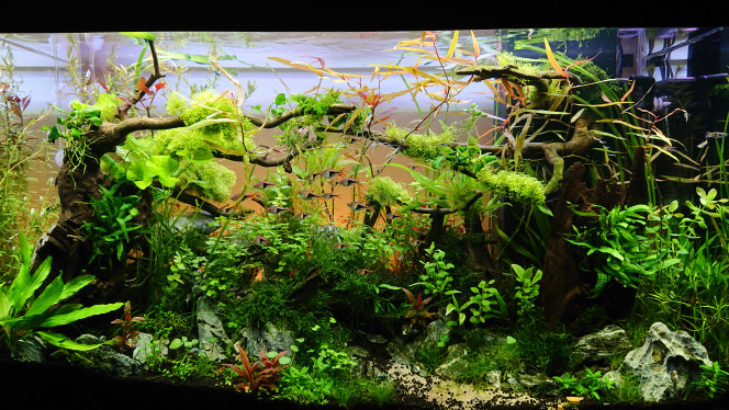 Photographie du post de Anhtu 