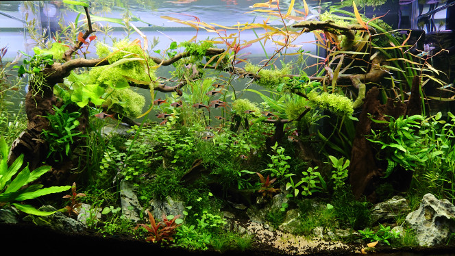 Photographie du post de Anhtu 