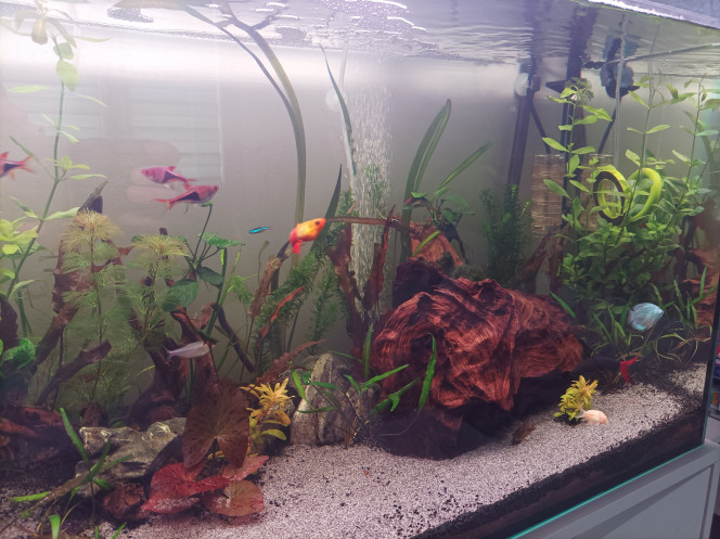  petite photo de l évolution du bac après la plantation la semaine dernière des plante a poussé rapide,ça commence a prendre forme.
j ai également rajouter une couche de sable en avant plan