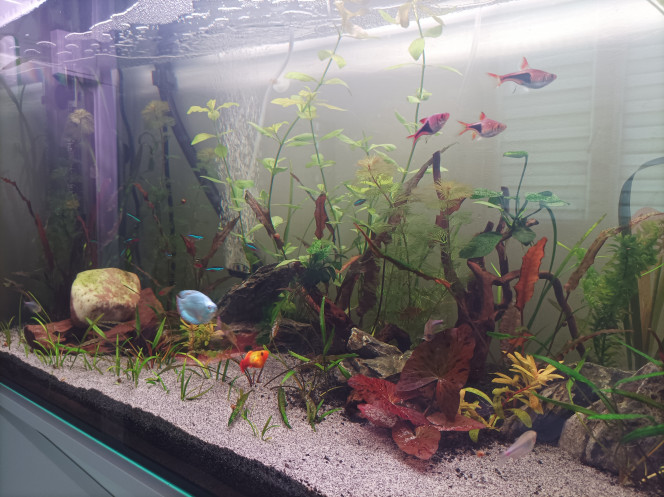  petite photo de l évolution du bac après la plantation la semaine dernière des plante a poussé rapide,ça commence a prendre forme.
j ai également rajouter une couche de sable en avant plan