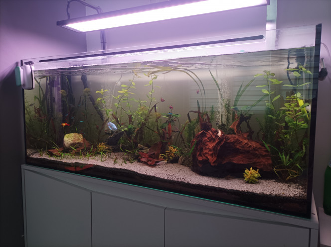  petite photo de l évolution du bac après la plantation la semaine dernière des plante a poussé rapide,ça commence a prendre forme.
j ai également rajouter une couche de sable en avant plan