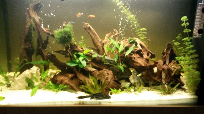 Photographie du post de Pleco11 