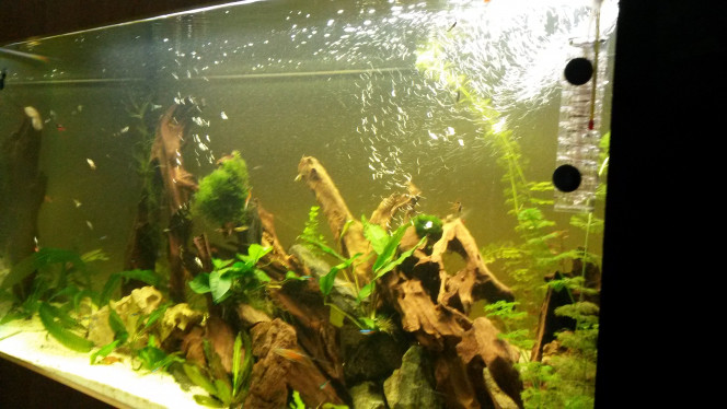 Photographie du post de Pleco11 