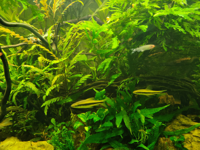 Photographie du post de Aurel69 