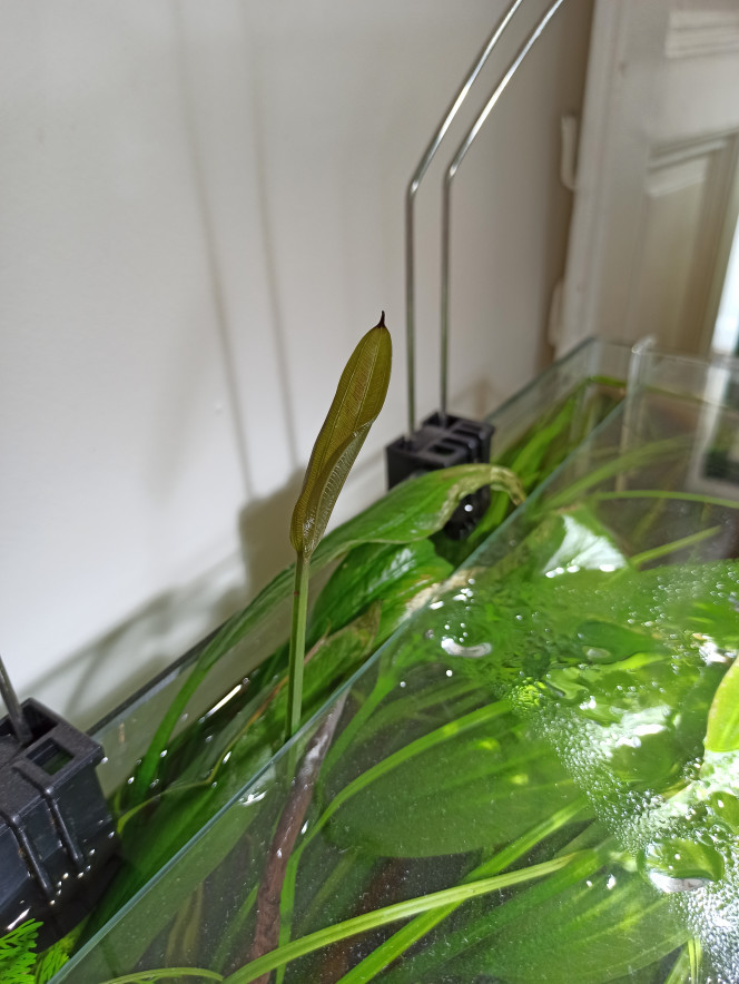  Echinodorus argentinensis prend ses aises ! Première feuille immergée. Ma bucephalandra à également produit sa première hampe florale ! 
Histoire à suivre...