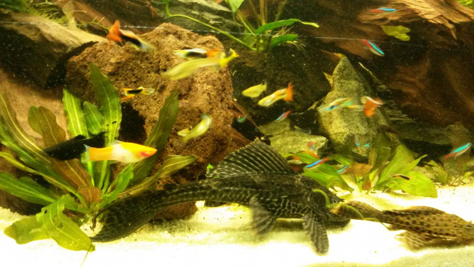 Photographie du post de Pleco11 