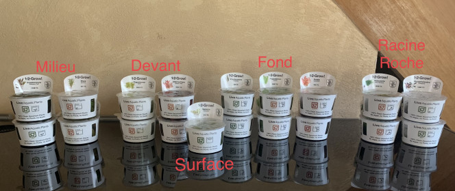 Plantation et mise en eau 