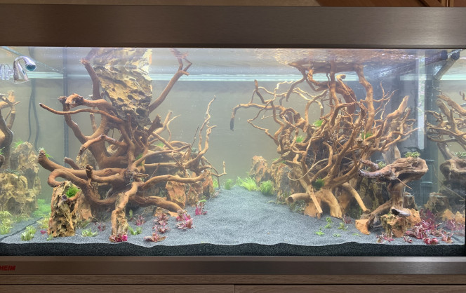 Plantation et mise en eau Listing des plantes (pot In Vitro) :
- (x2) Vesicularia ferriei Weeping
- (x2)  Bucephalandra Kedagang
- (x2) Pogostemon Helferi
- (x2) Alternanthera reineckii Mini
- (x2) Cryptocoryne undulatus Red
- (x2) Blyxa japonica
- (x2) Pogostemon erectus
- (x2) Rotala macrandra
- (x1) Cryptocoryne crispatula

Diffusion de CO2 avec un diffuseur inline (réglé à 20 bulles/min pour le moment)