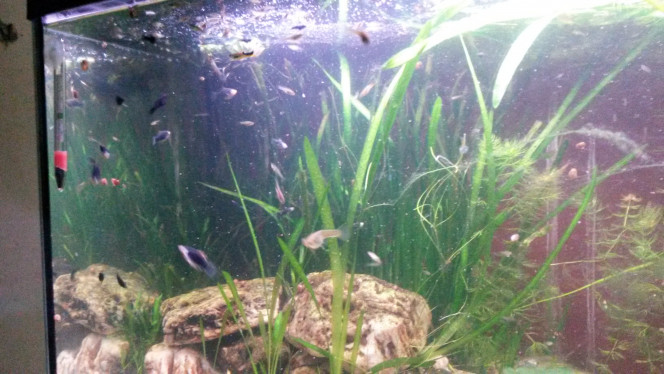 Photographie du post de Pleco11 