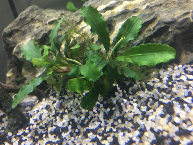 Photographie du post de Poisson123 