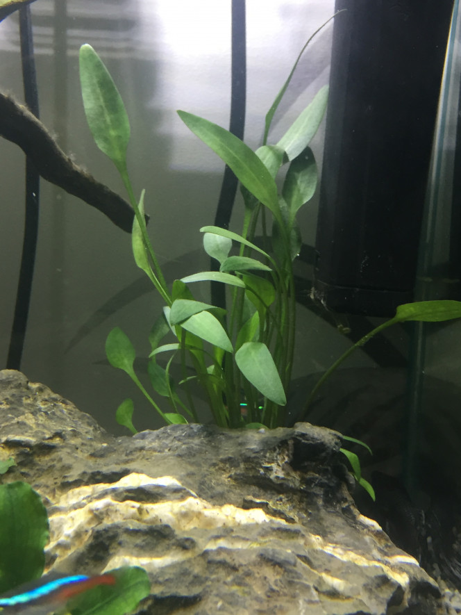 Photographie du post de Poisson123 