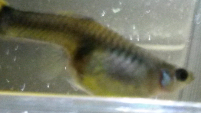 Photographie du post de Pleco11 