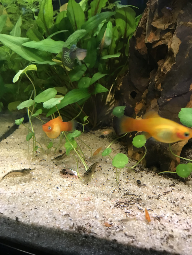  Bébé Platy partage leu repas avec les crevettes