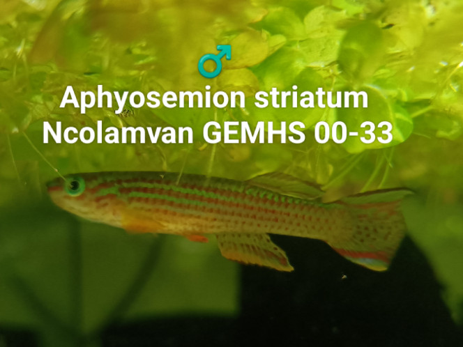 ♂️ Aphyosemion striatum Ncolamvan GEMHS 00-33 Photo issus de mon bac 343