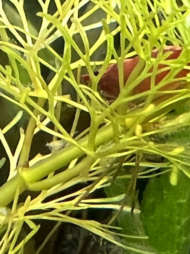 Ponte sakura red Première ponte dans ce bac. Pas certain que les Zoé  survivent aux bébé Guppy du bac ? ?