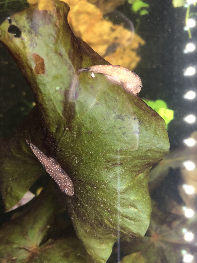 Gastromyzon borneensis 