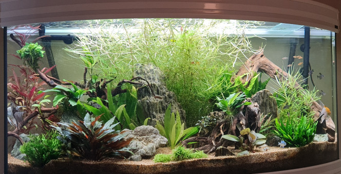  une dizaine de mois plus tard, mon petit aquarium à l'aire de bien fonctionner hihi. ;)