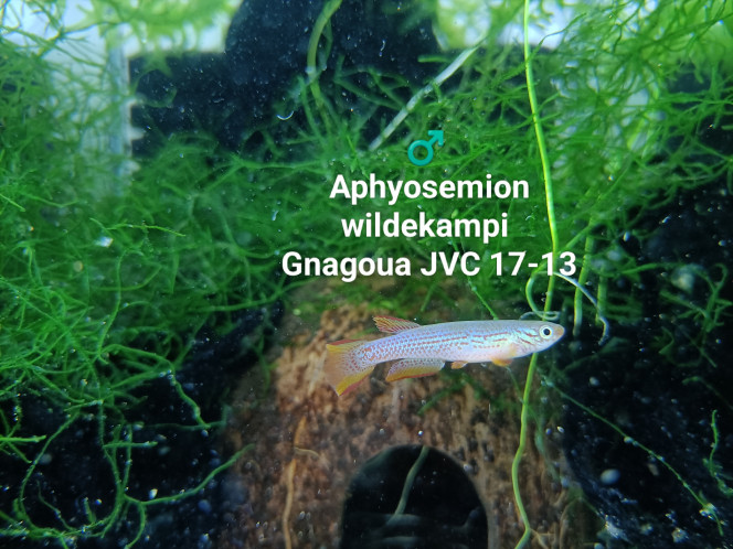 ♂️ Aphyosemion wildekampi Gnagoua JVC 17-13 Photo issus de mon bac 242