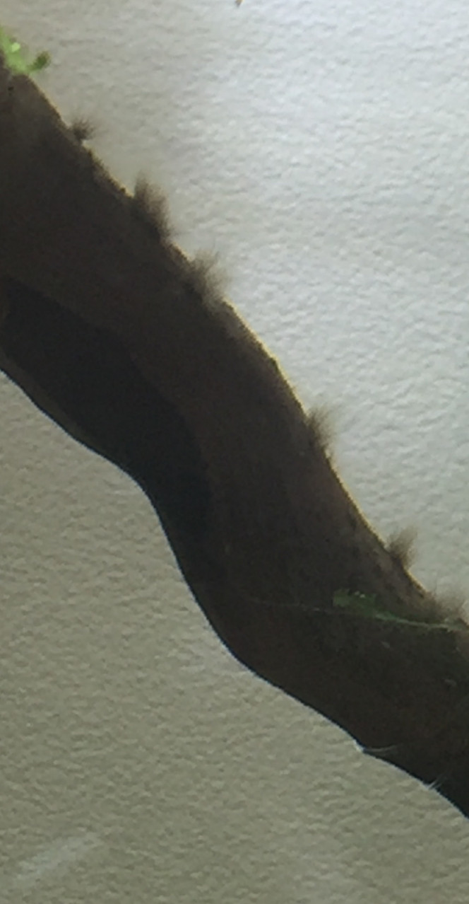 Photographie du post de Poisson123 