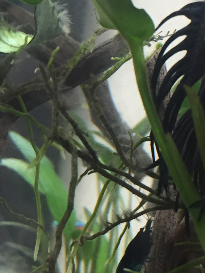 Photographie du post de Poisson123 