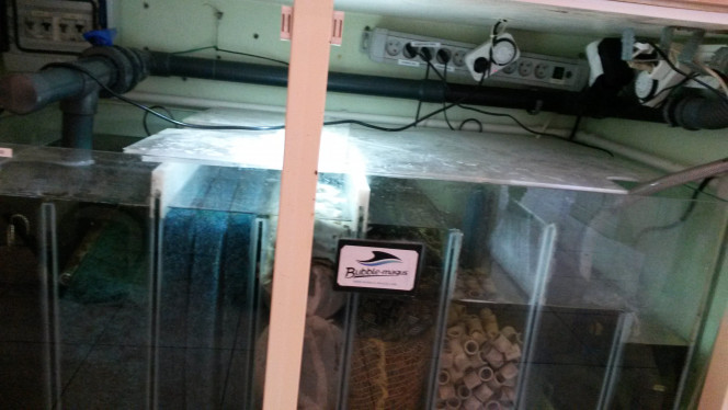Photographie du post de Pleco11 
