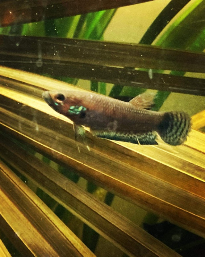 Photographie du post de Nalia 