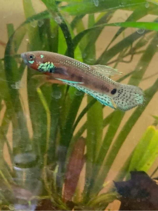 Photographie du post de Nalia 