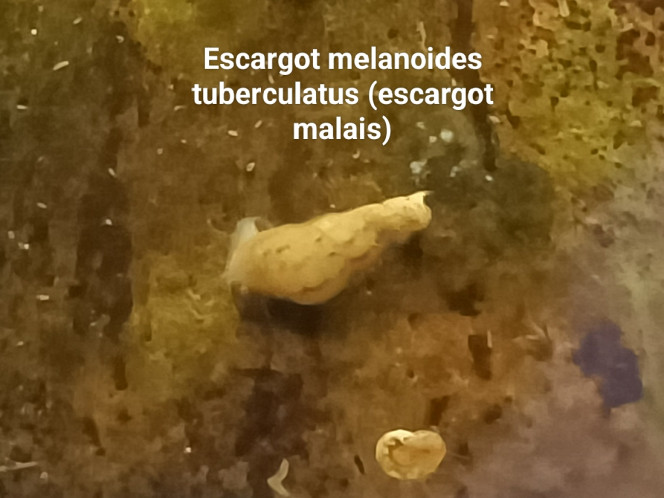 Escargot melanoides tuberculatus (escargot malais) En plus d'être super efficace pour l'aération de mon sol, je kiffe leurs forme