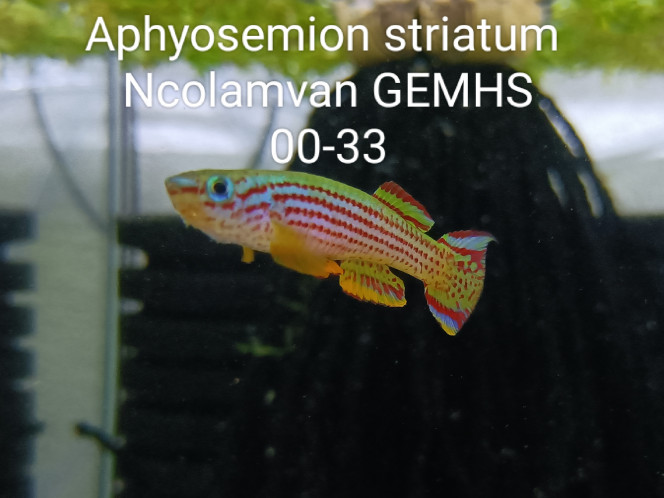 ♂️ Aphyosemion striatum Ncolamvan GEMHS 00-33 Photo issus de mon bac 343