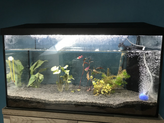 105l voilà un nouvel aquarium pour un nouveau départ!