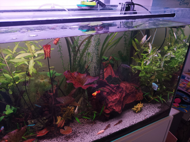  les plantes commence a bien s installer dans le bac,les derniers arrivant se sont bien aclimater avec tout le monde.?