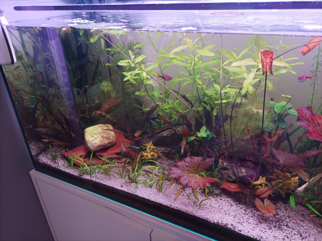  les plantes commence a bien s installer dans le bac,les derniers arrivant se sont bien aclimater avec tout le monde.?