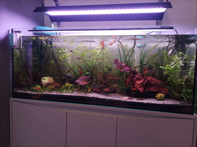  les plantes commence a bien s installer dans le bac,les derniers arrivant se sont bien aclimater avec tout le monde.?