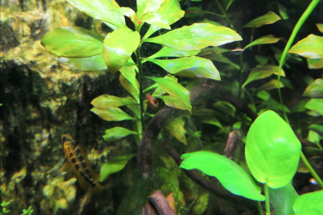Columbia Un seul poisson est autorisé à rester en longue durée dans le territoire de Dame Apisto et ses 12 alevins...  Je vous présente  "Confucius"