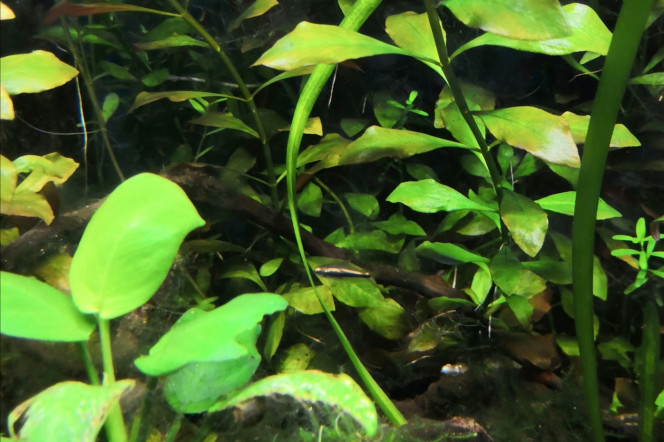 Columbia Un seul poisson est autorisé à rester en longue durée dans le territoire de Dame Apisto et ses 12 alevins...  Je vous présente  "Confucius"