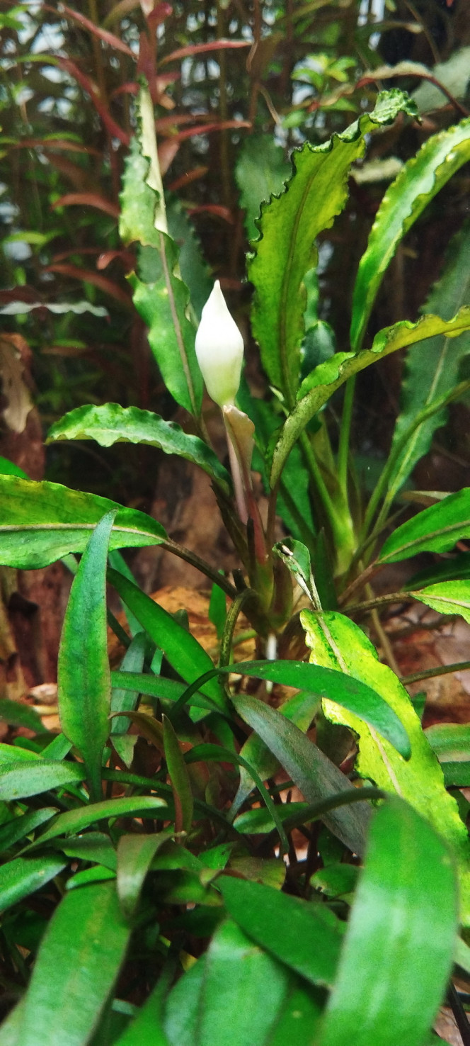 Bucephalandra Kapuas Hulu kapuas hulu