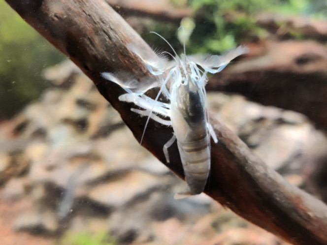 Timides les crevettes bleues du Gabon ? Celle-ci prend la pose :) 