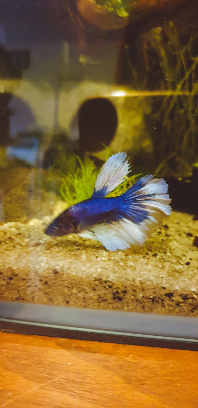 Bébé poisson est arrivé ?