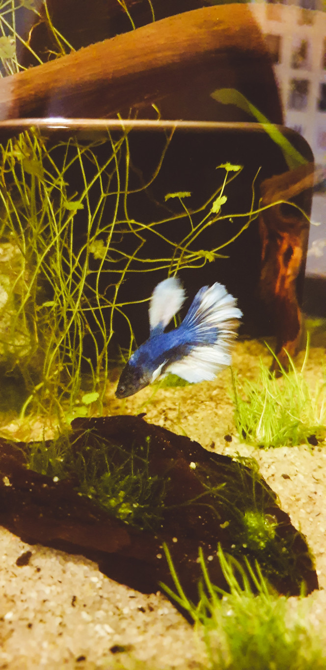  Bébé poisson est arrivé ?