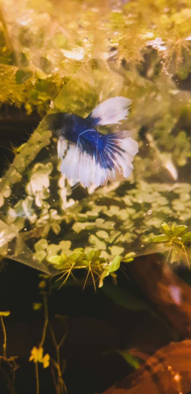  Bébé poisson est arrivé ?