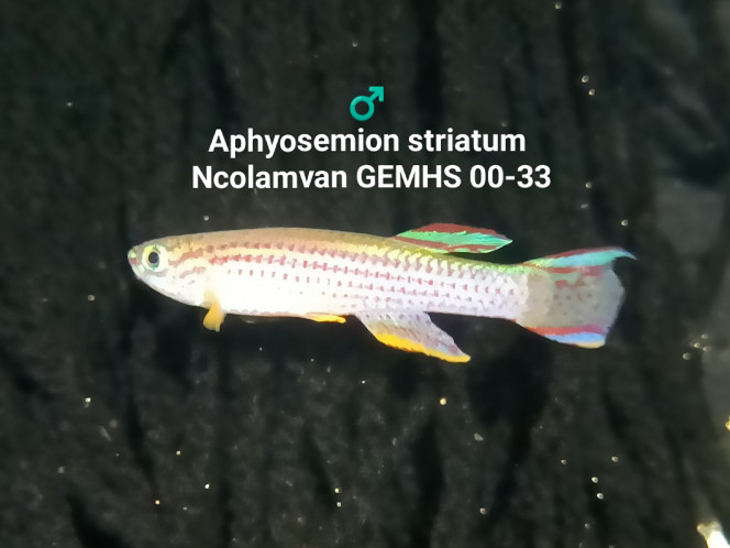 ♂️ Aphyosemion striatum Ncolamvan GEMHS 00-33 Photo issus de mon bac 343