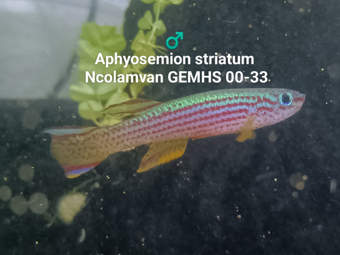 ♂️ Aphyosemion striatum Ncolamvan GEMHS 00-33 Photo issus de mon bac 343