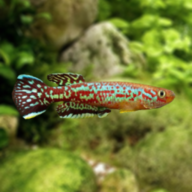 Fundulopanchax marmoratus Mundemba GS 88-01 Photo de sa fiche