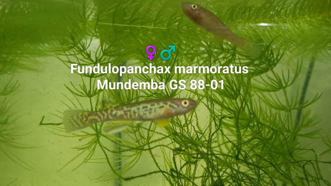 ♀️♂️ Fundulopanchax marmoratus Mundemba GS 88-01 Photo issus de mon bac 433