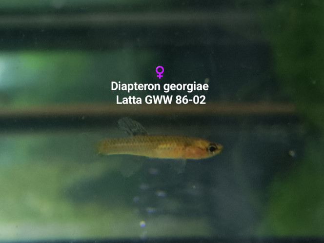 Diapteron georgiae  Latta GWW 86-02 Photos issus de mon bac 444