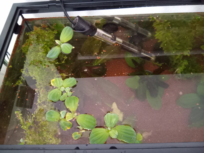 Ajout de plantes flottantes Rien chez Gamm Vert.

Chez Jardiland, tout ce que j'ai pu trouver, ce sont des laitues et lentilles d'eau, mieux que rien cependant.

J'ai aussi pris une mousse de java pour placer au-dessus des noix de coco.