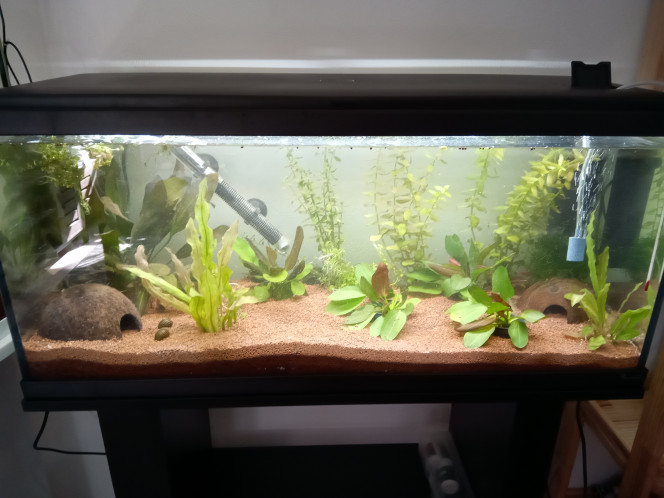 Ajout de nouvelles plantes La plupart des plantes disponibles chez Jardiland et Gamm Vert sont des plantes très en hauteur dont je ne suis pas super fan.

J'avais déjà une echinodorus barthii acheter au même Jardiland et comme elles poussent sur les côtés plutôt que vers le haut, j'ai décidé d'en prendre 4 autres. Au fur et à mesure qu'elles poussent, elles devraient offrir une bonne couverture à tout ce beau monde.